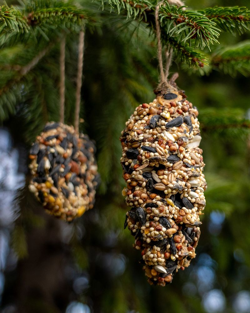 Pine Cones Smeared with Peanut Butter