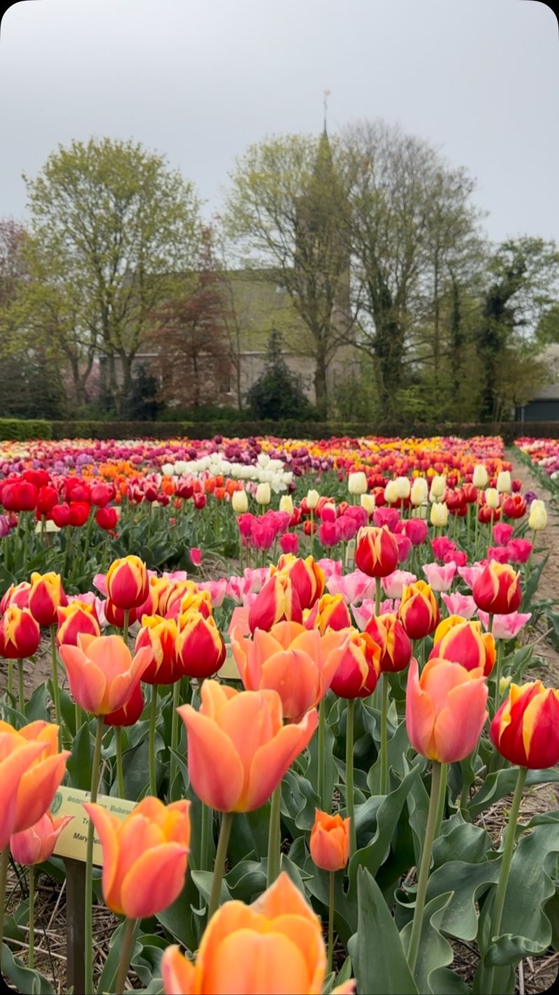 Overcrowding Your Bulbs