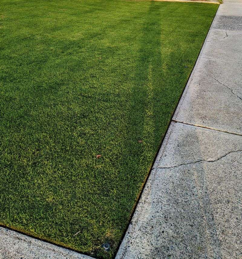 Mowing Height Mistakes