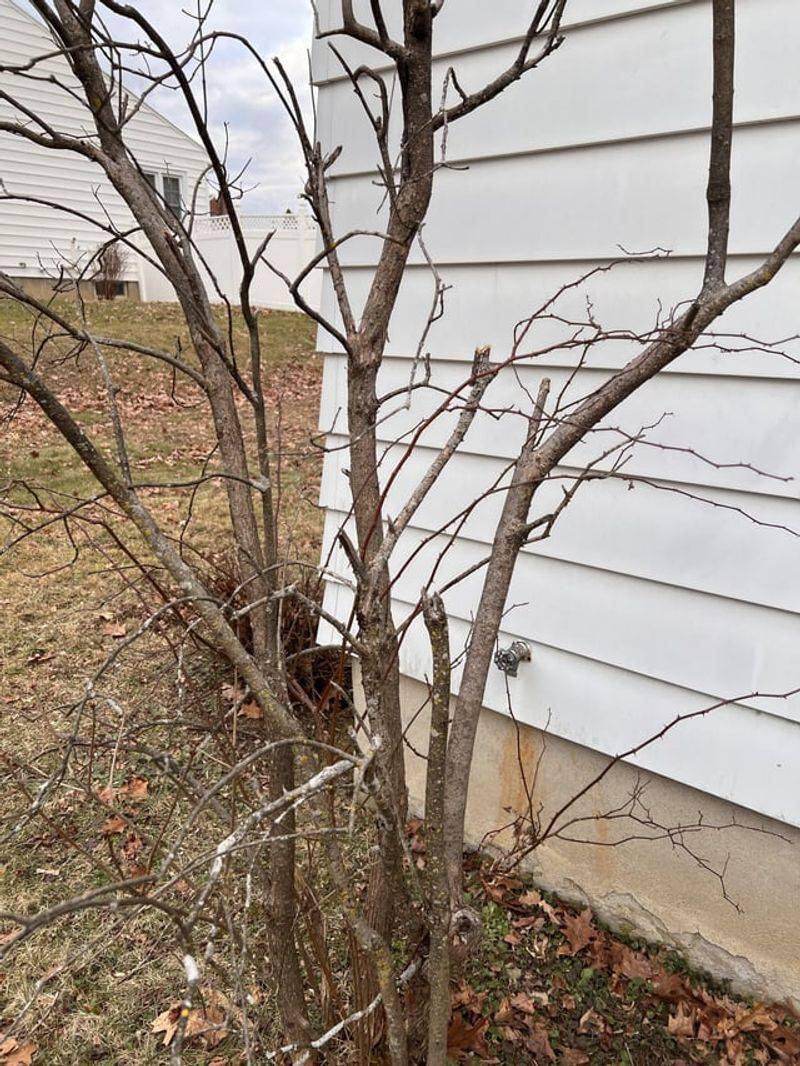 Remove Crossing Branches
