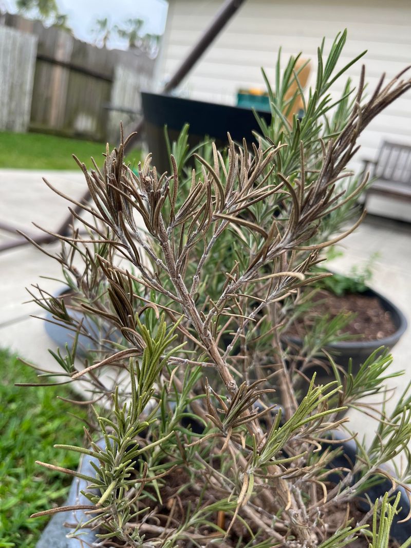 Prune for Air Circulation