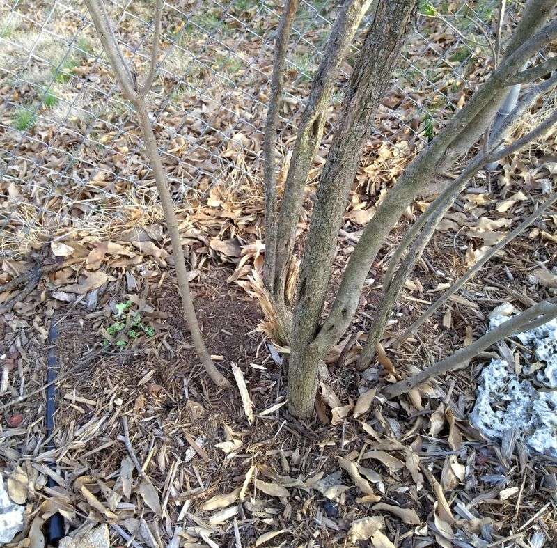 Remove Dead Wood First