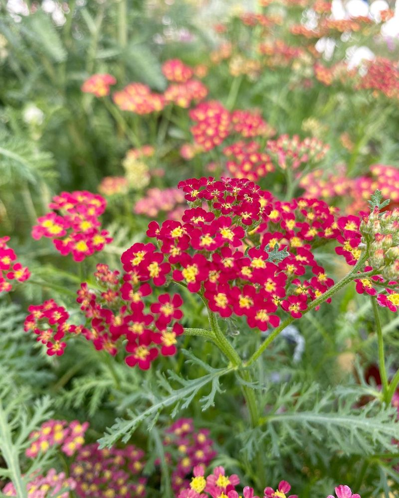 Yarrow's Bright Light Demands