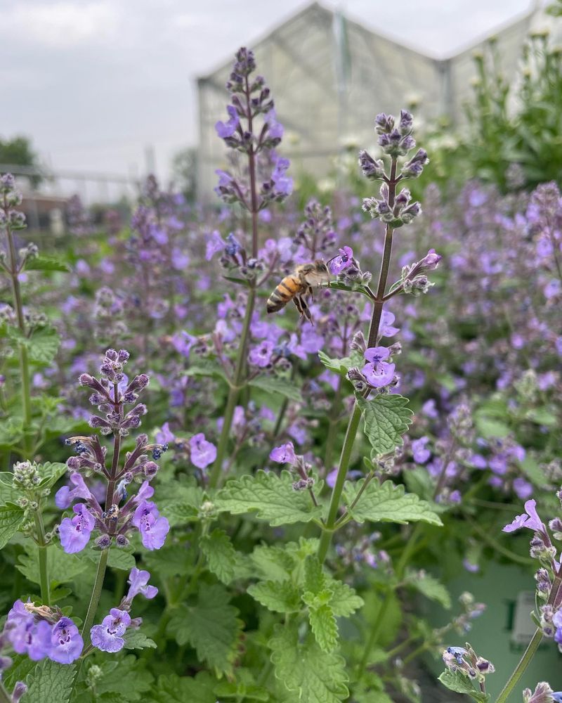 Catmint