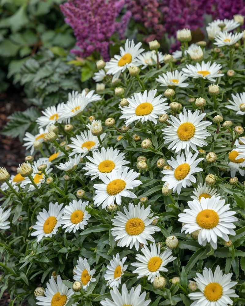 Shasta Daisies: Cheerful Garden Classics