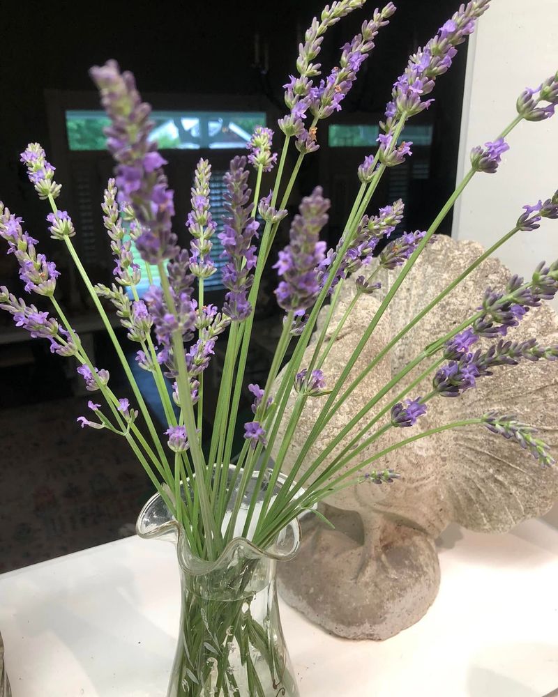Lavender - Fragrant and Fabulous