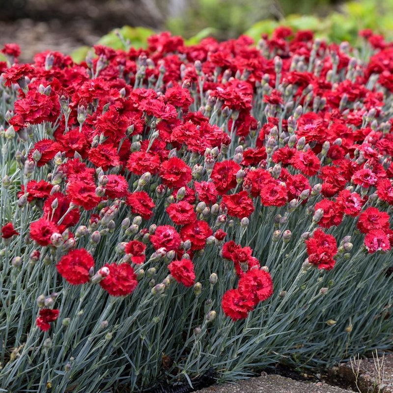 Dianthus