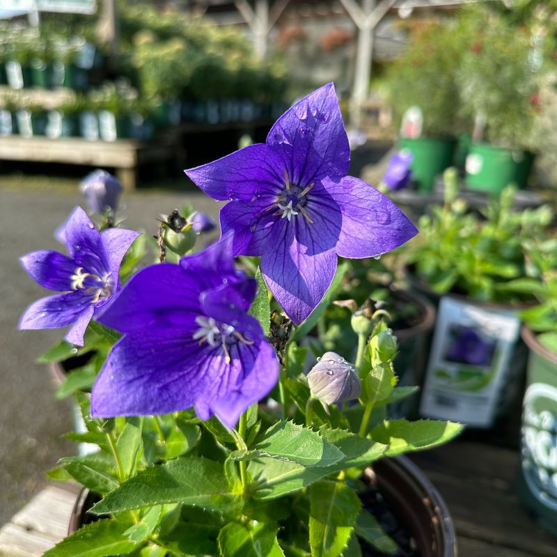 Balloon Flower (Platycodon)
