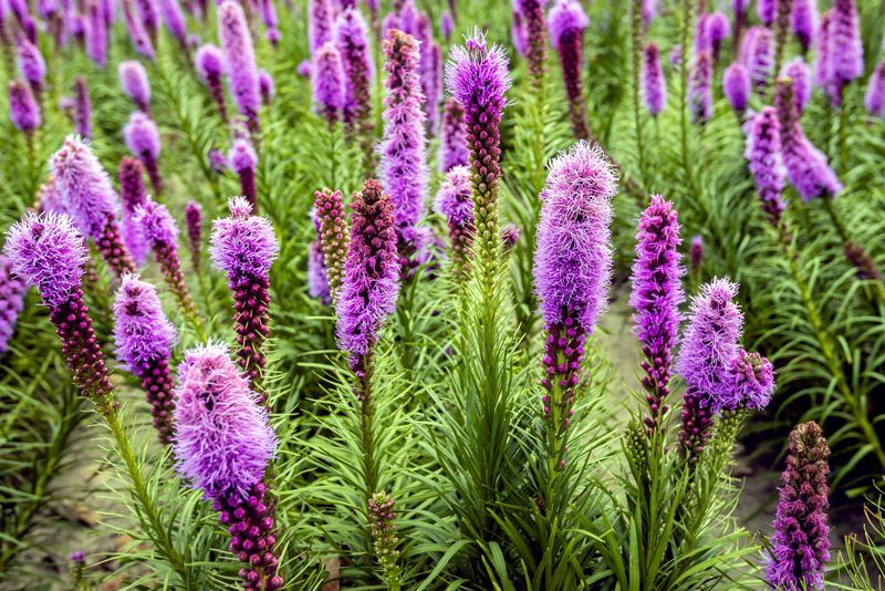 Liatris (Blazing Star)