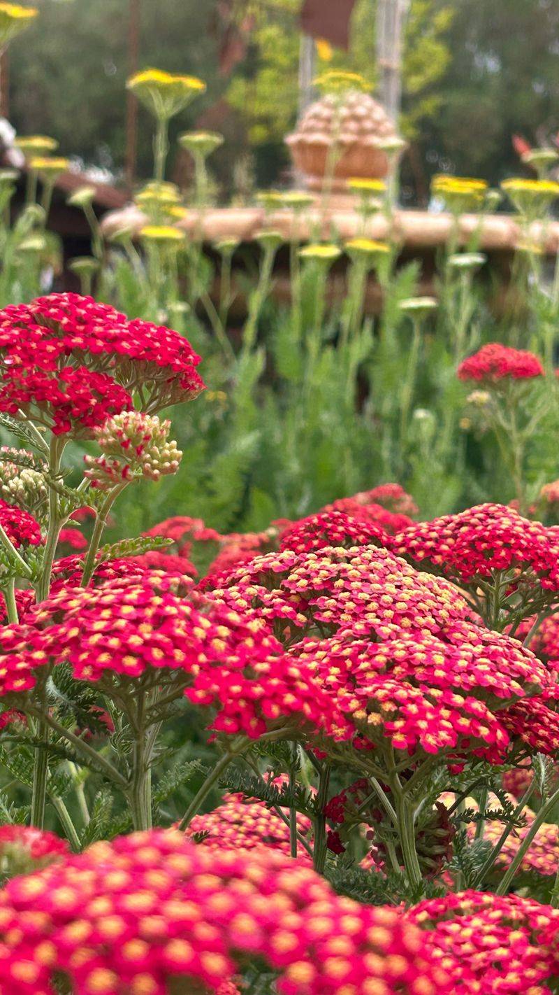 Yarrow: The Tough-as-Nails Bloomer