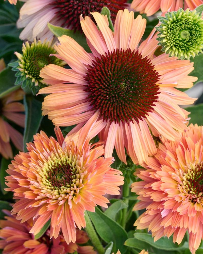 Echinacea: Native Prairie Power