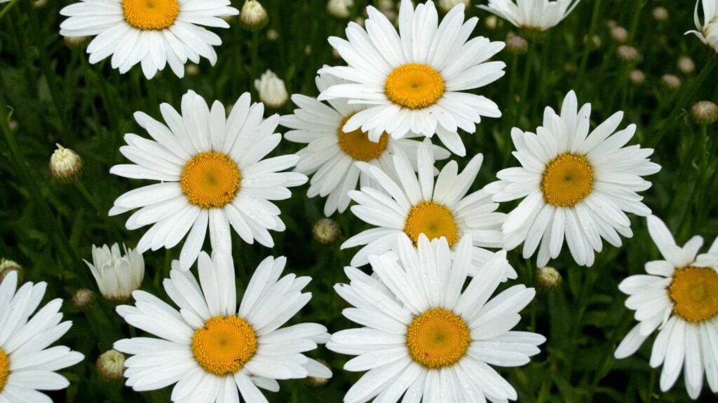 Shasta Daisy