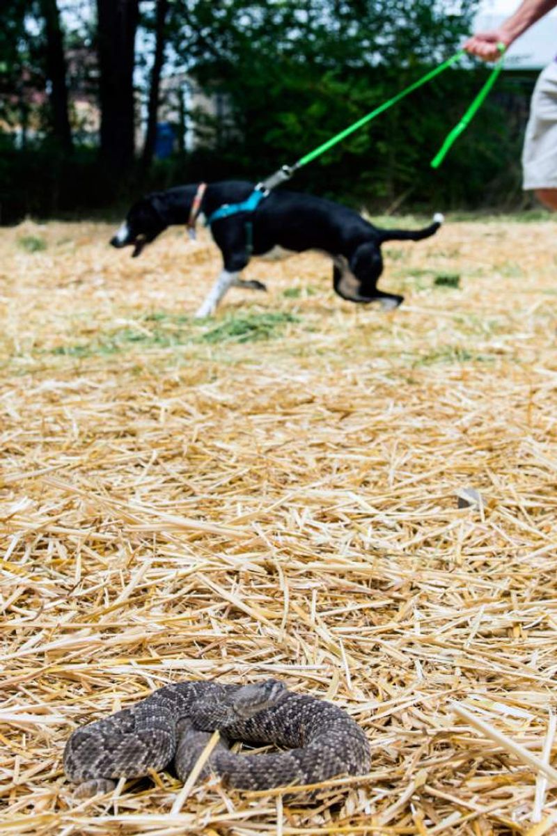 Unusual Pet Behavior