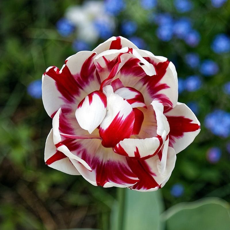 Tulip 'Semper Augustus'