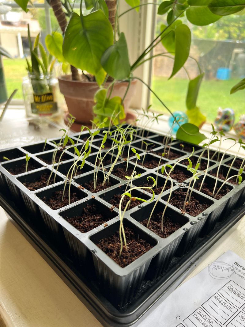 Grow from seeds for pennies