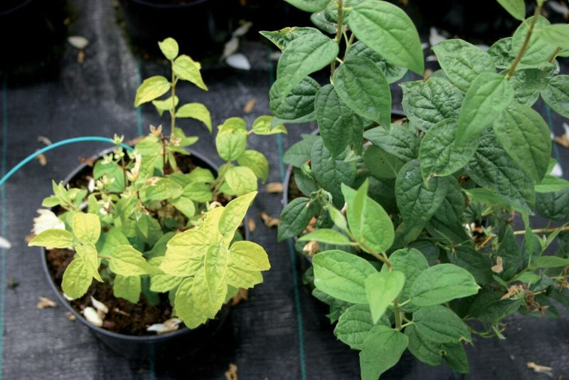 Soil Nutrient Depletion