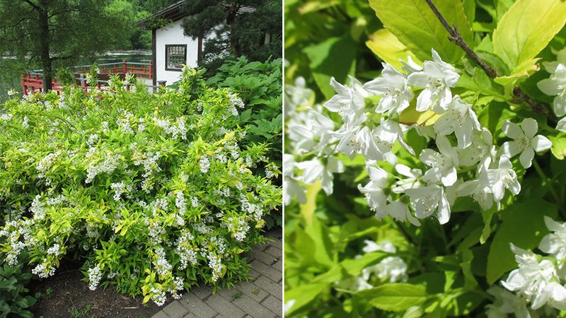Delicate Deutzia Blossoms