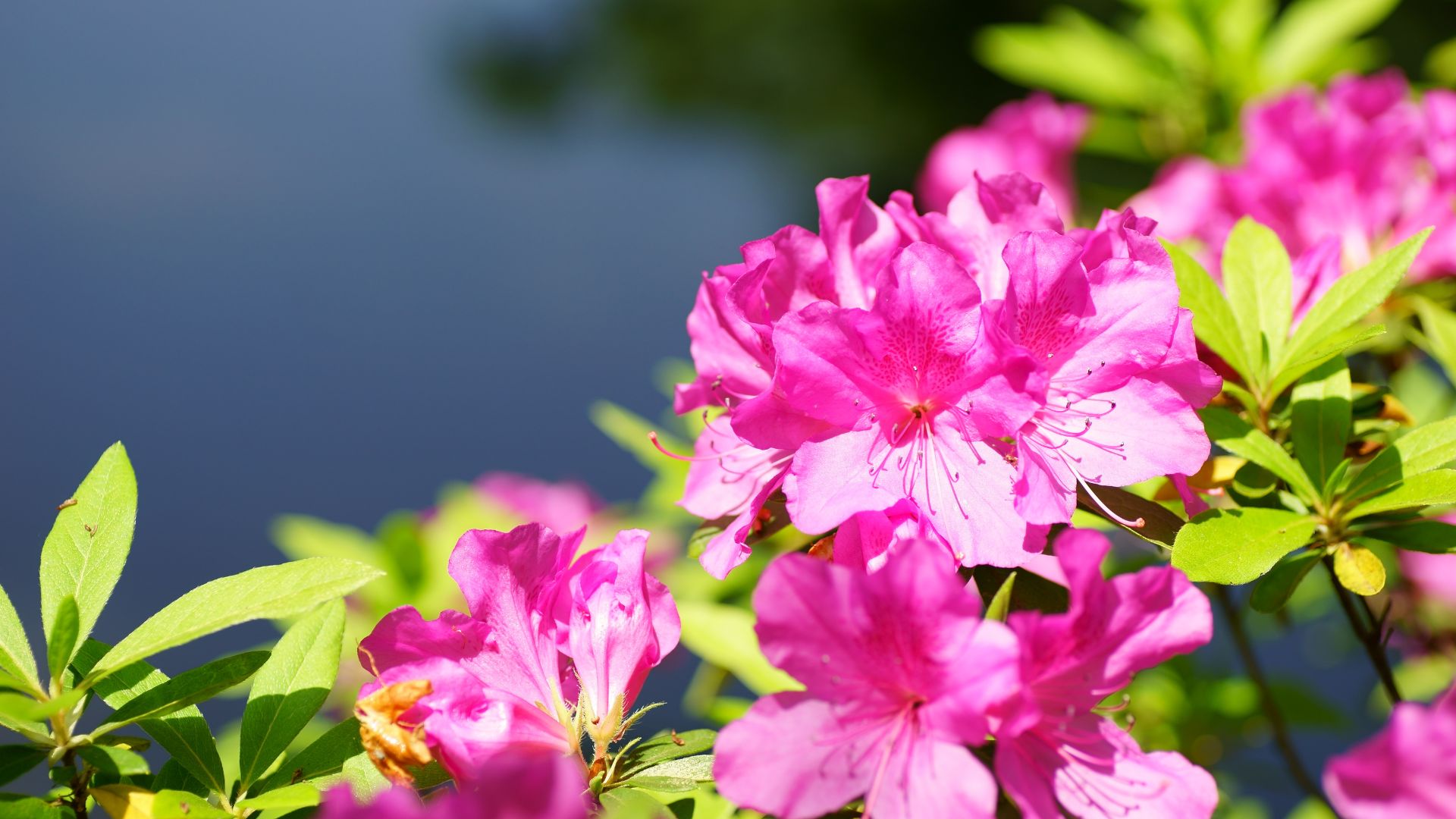azalea shrub