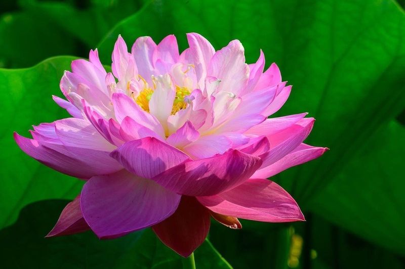 Ancient Chinese Lotus - The Manchurian Miracle