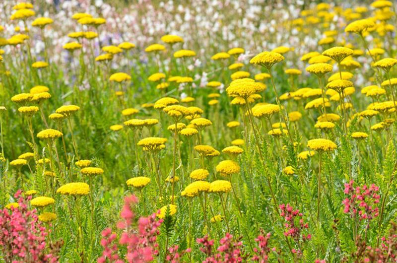 Yarrow (Achillea)