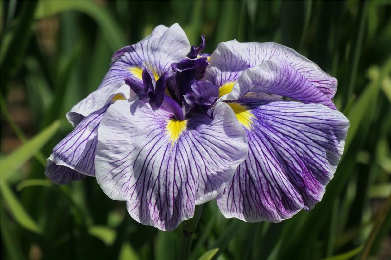 Japanese Iris 'Caprician Butterfly'
