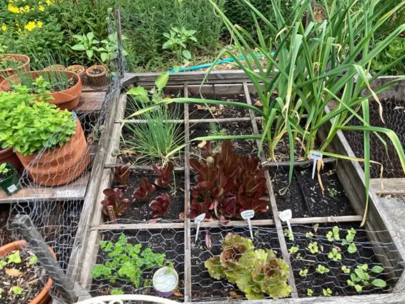 Succession Plant Quick Crops