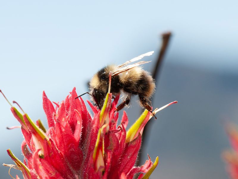 Morrison's Bumblebee