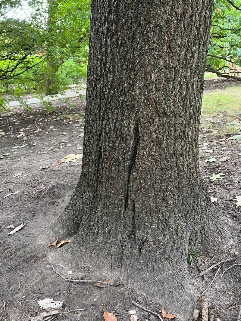 Wait If The Tree Only Has Minor Damage