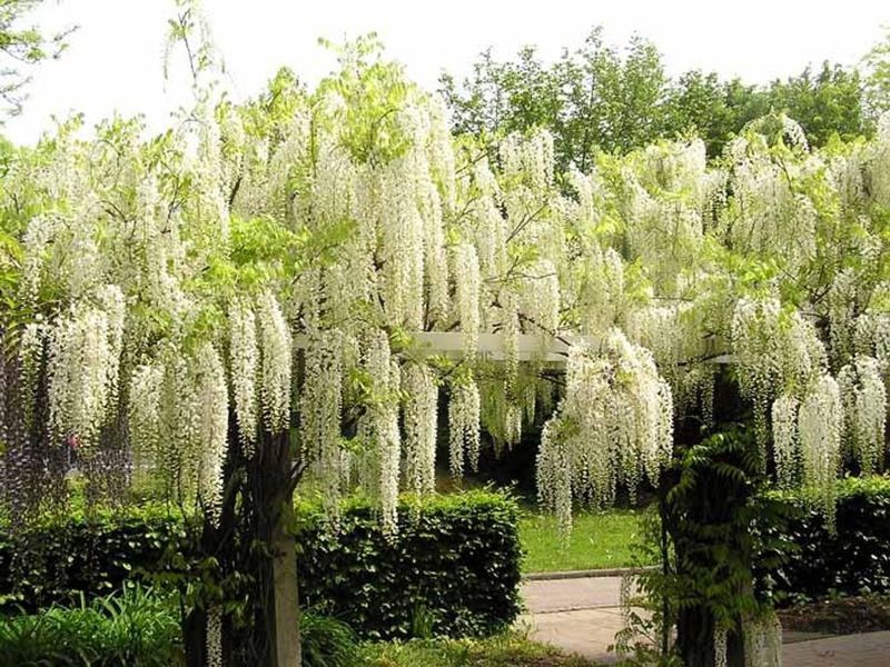 White Chinese Wisteria (Wisteria sinensis 'Alba')