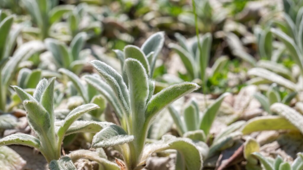 Silver Carpet plant
