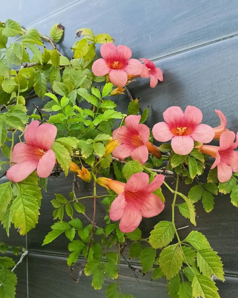 Trumpet Vine