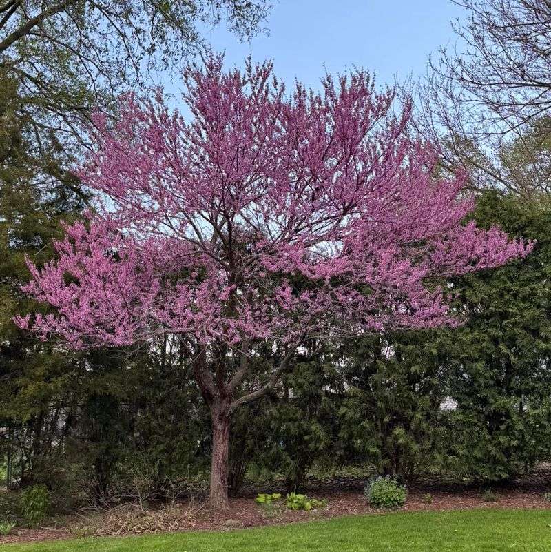 Eastern Redbud