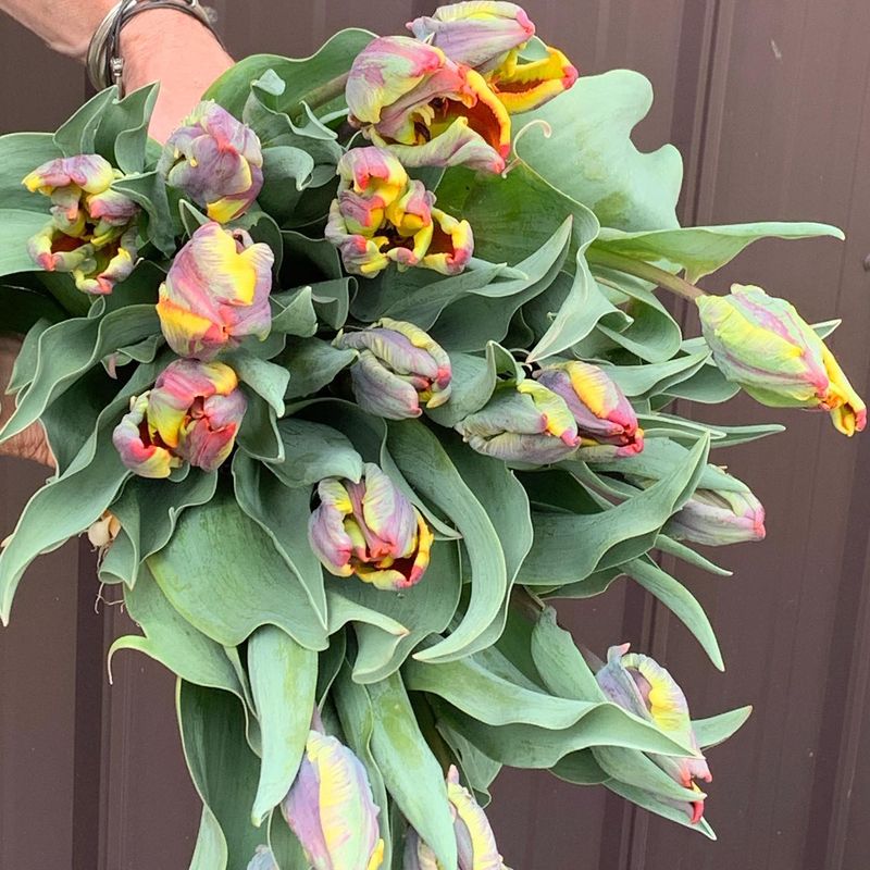 Multi-Colored Parrot Tulips: Living Artwork