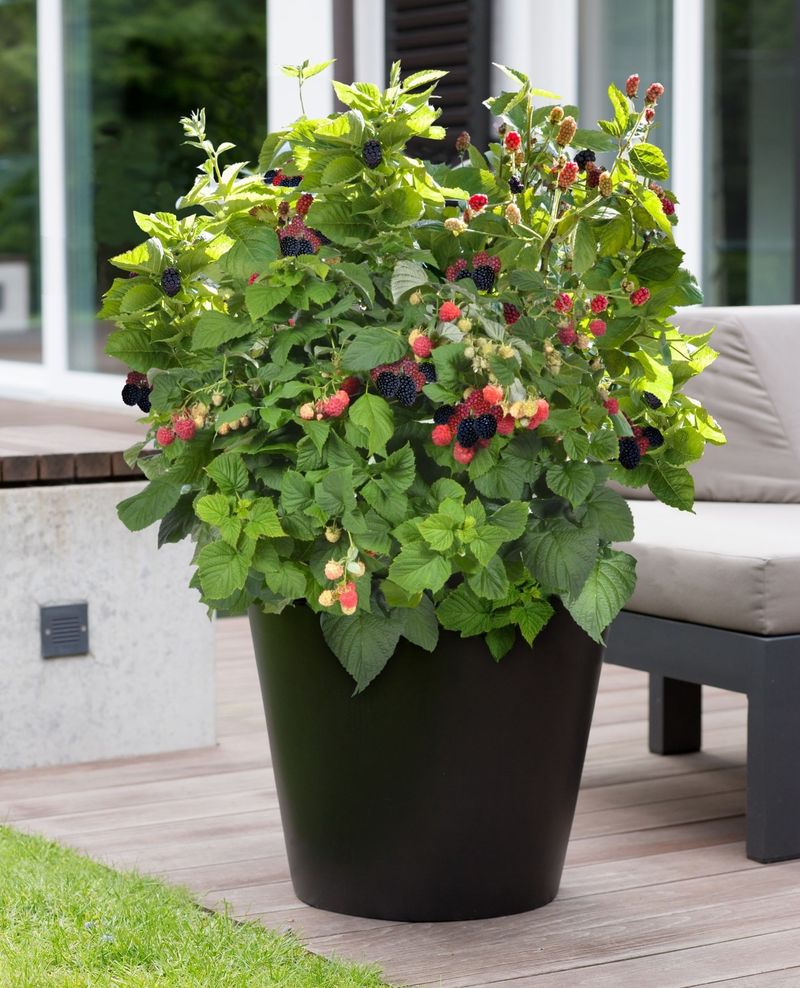 Berry Basket Beauties