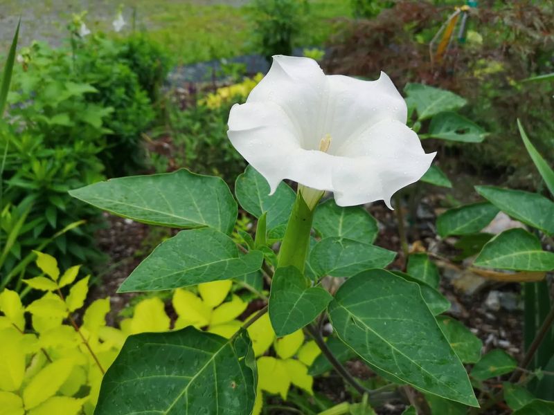 Sacred Datura
