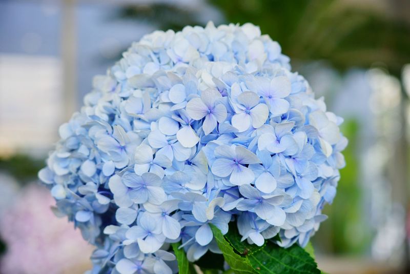 Fertilizing with the wrong formula