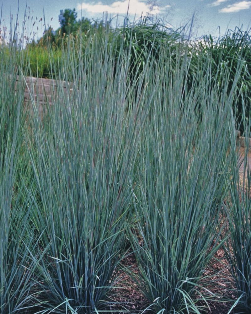 Avoid Cutting Back Native Grasses Too Early