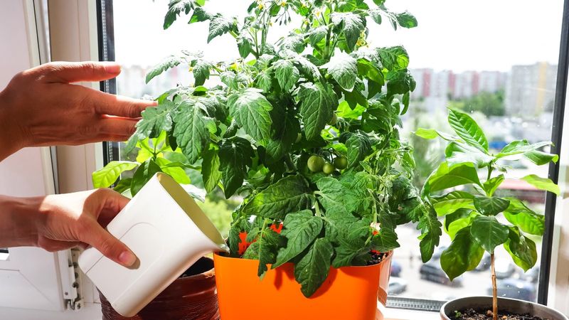 Using Garden Soil In Containers