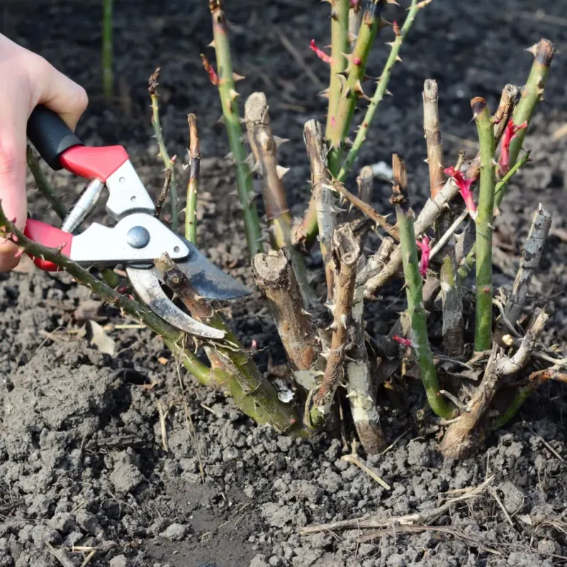Wrong Pruning Timing