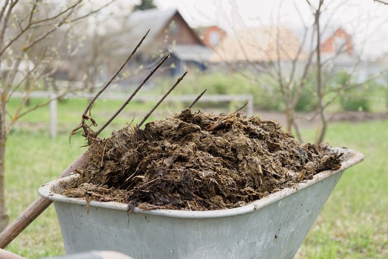 Using Fresh Manure As Fertilizer