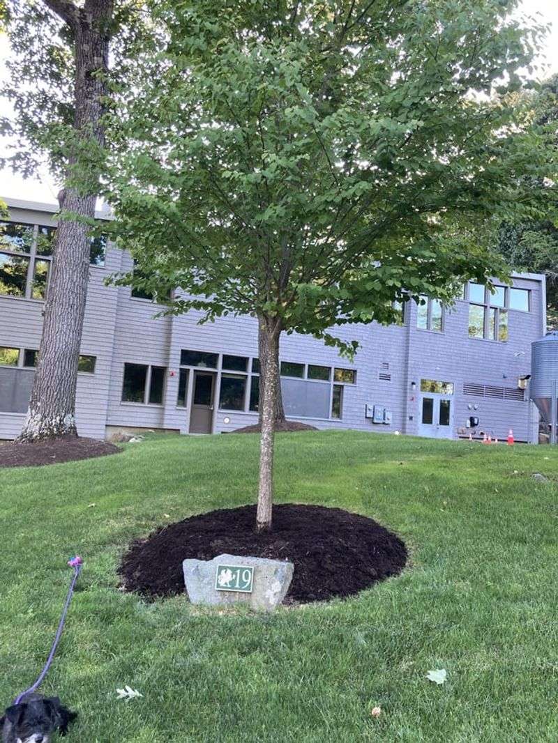 Improper Mulching Techniques