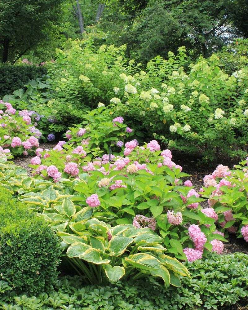 Forgetting companion planting