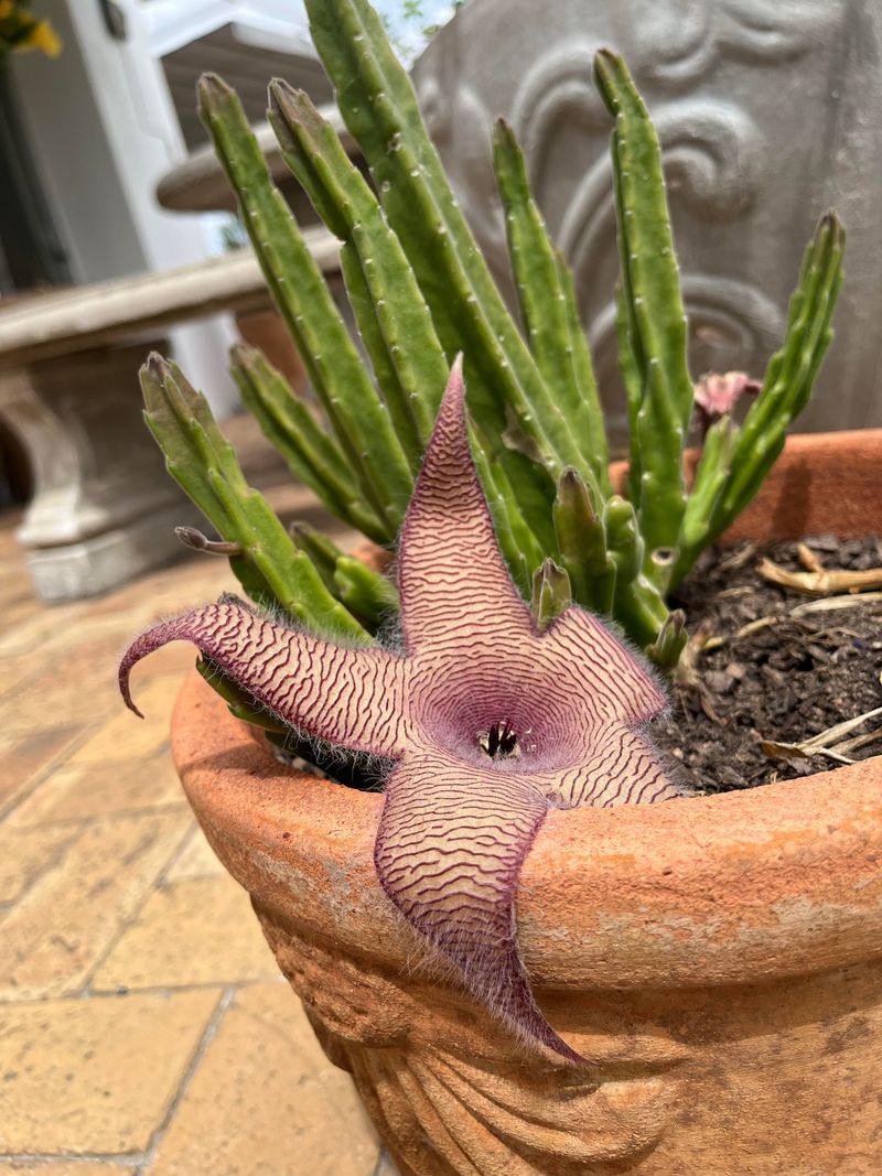 Carrion Flower