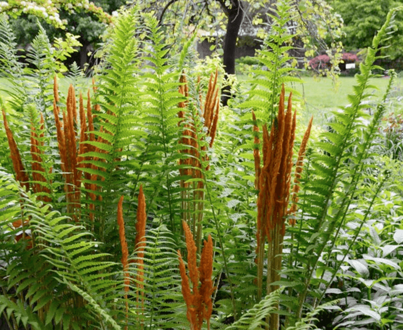 Cinnamon Fern