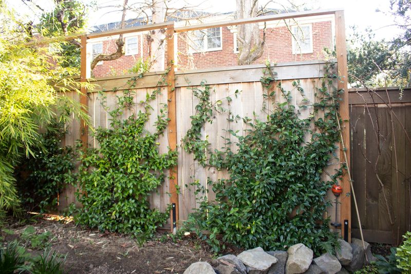Trellis Fence With Climbing Vines