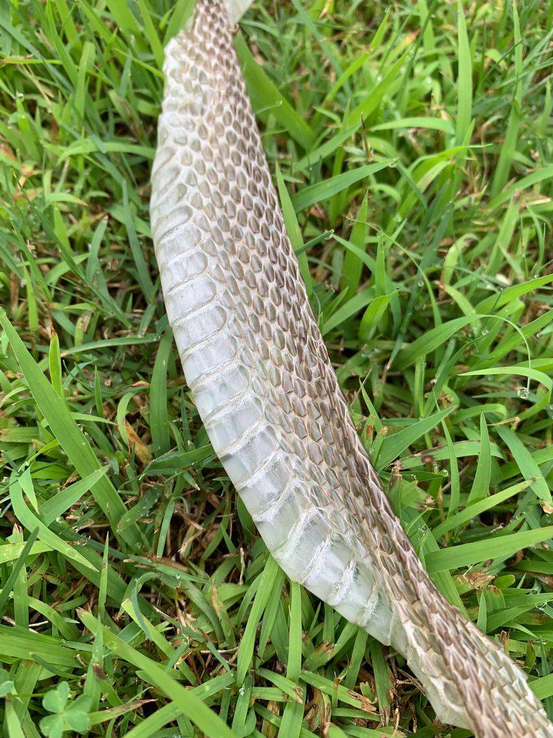 Shed Snake Skins