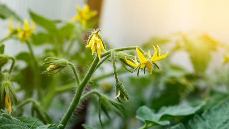 Poor Flowering and Fruiting
