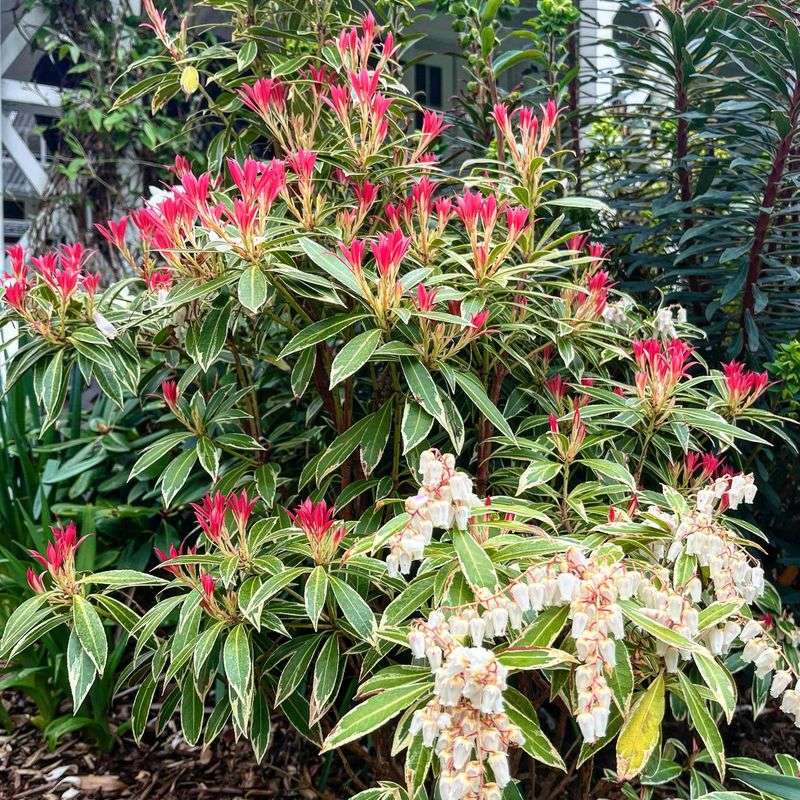 Pieris Japonica