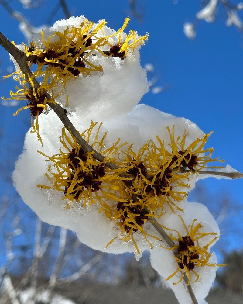 Witch Hazel