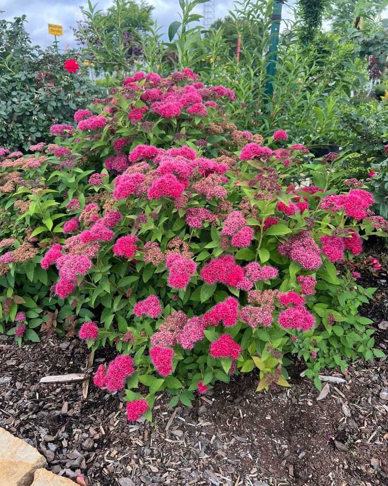 Spirea